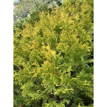 Oszlopos Arany Nyugati Tuja /Thuja occidentalis Aurea