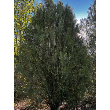 Keleti Tuja   / Thuja Orientalis 