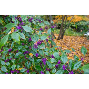 Kínai lilabogyó / Callicarpa bodinieri