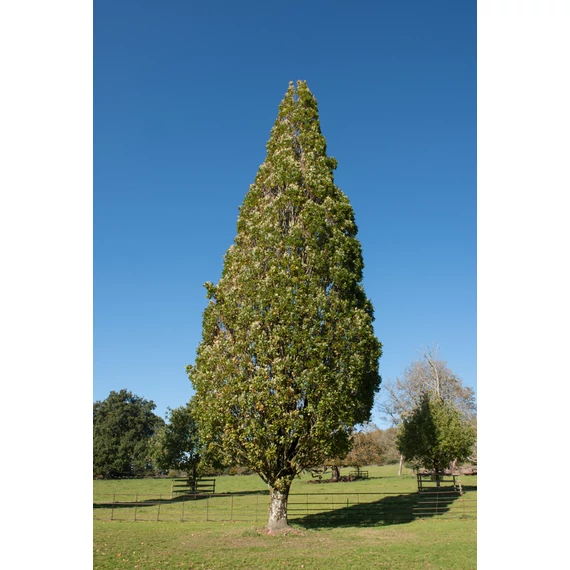Piramis tölgy /Quercus robur 'Fastigiata'