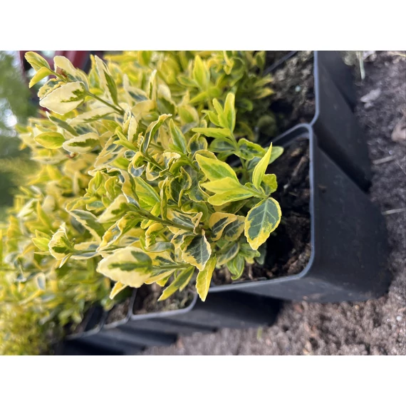 Sárga Kecskerágó / Euonymus fortunei Emerald'n Gold